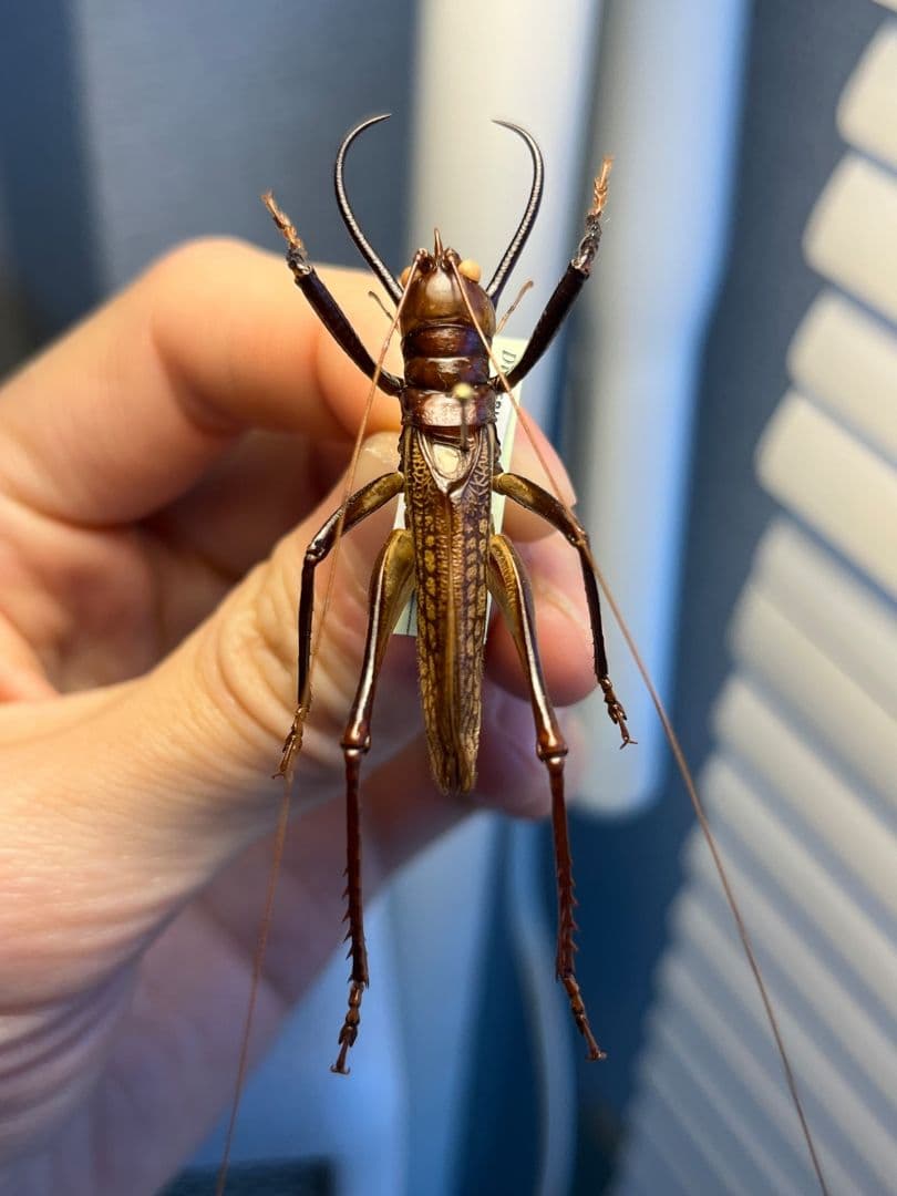 【極美展足】クワガタキリギリス 化け物キリギリス 昆虫標本 ウェタ バッタ