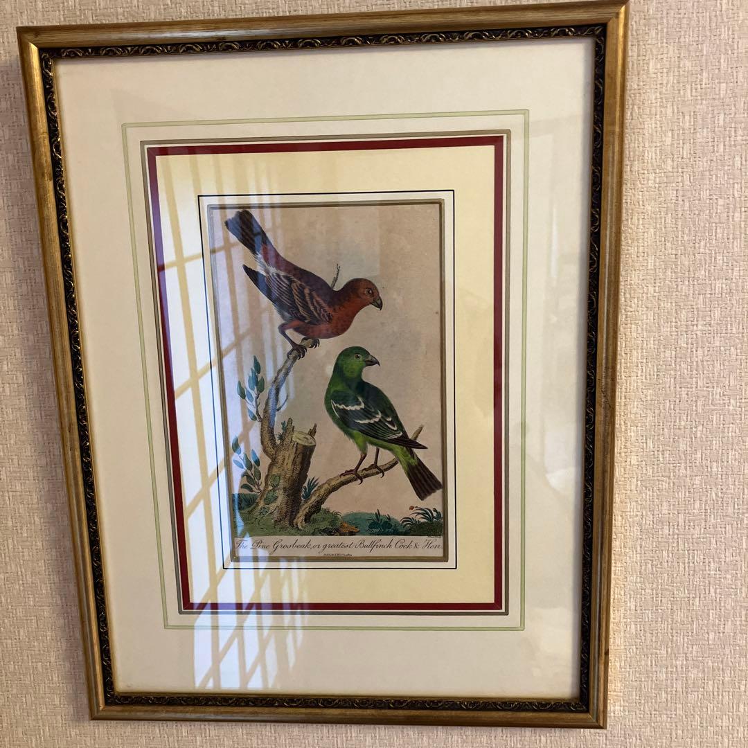 アンティーク銅版画　エキゾチックバード　19世紀初頭