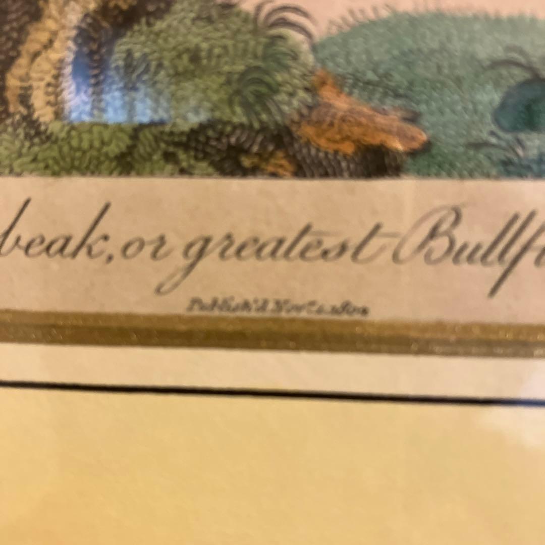 アンティーク銅版画　エキゾチックバード　19世紀初頭