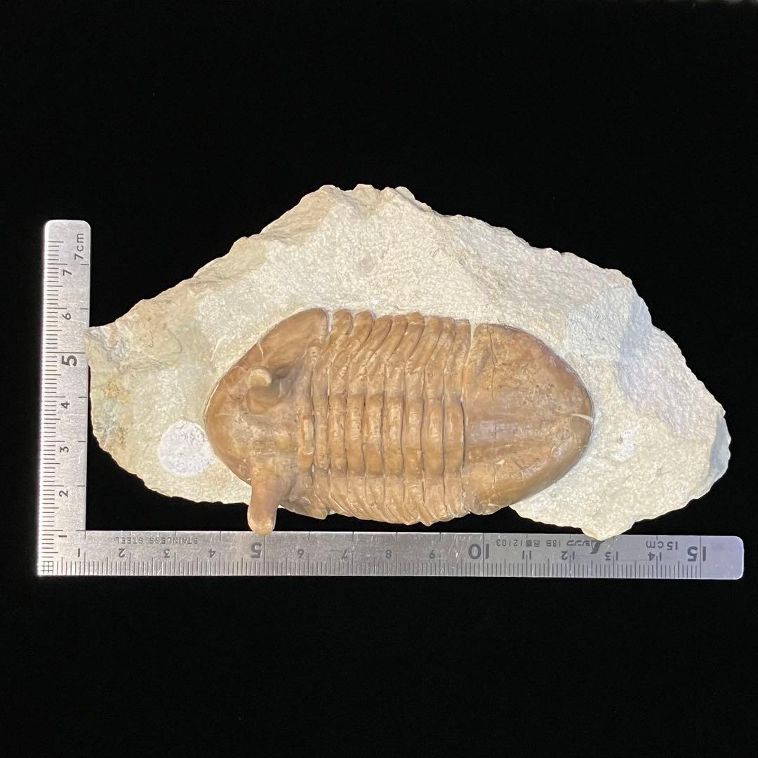 アサフス　三葉虫　化石　ロシア 産