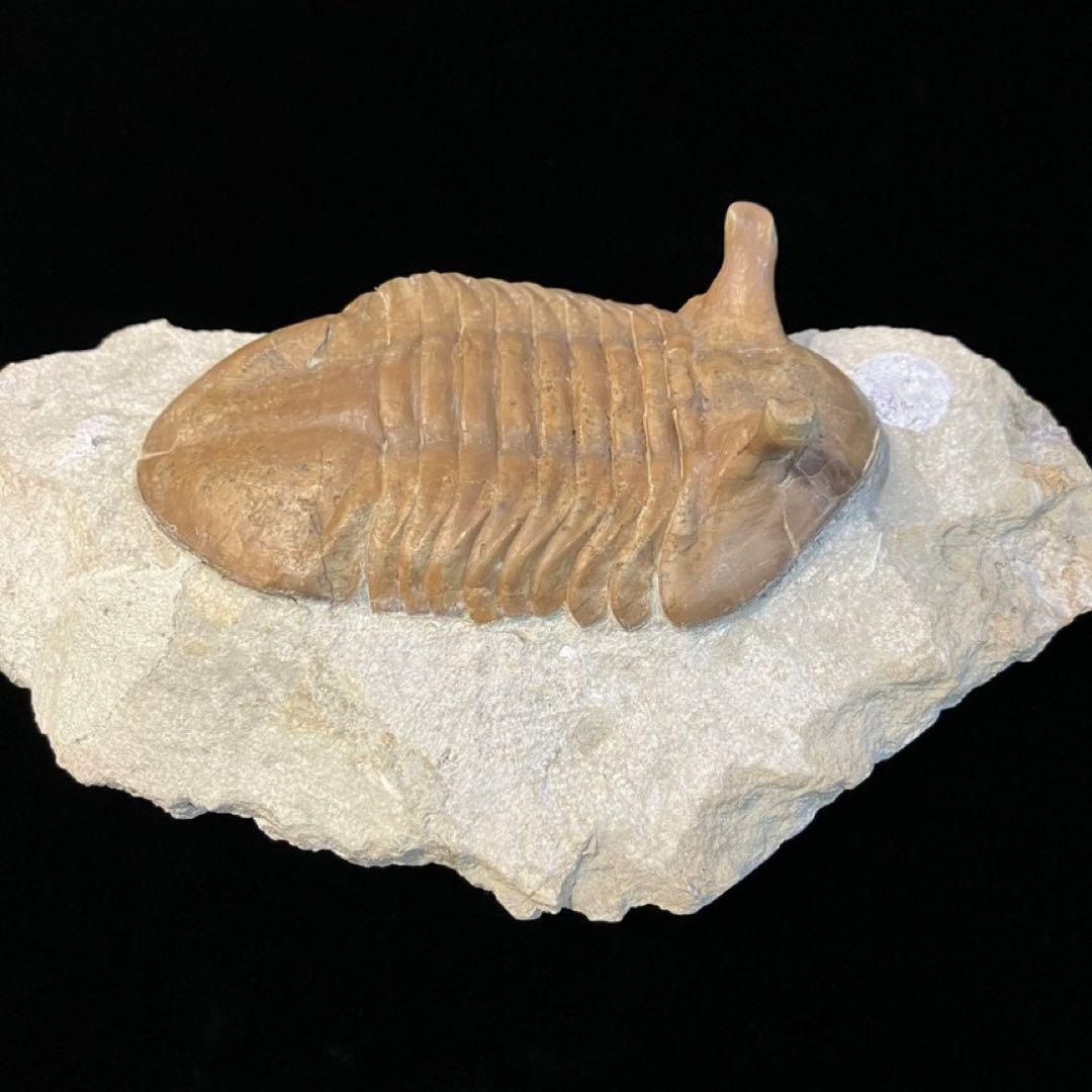 アサフス　三葉虫　化石　ロシア 産