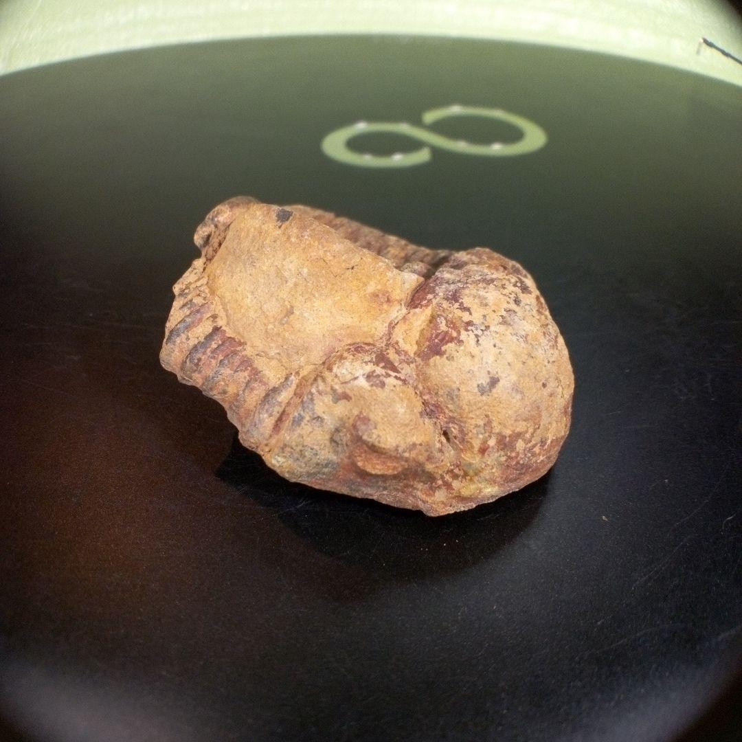 三葉虫　化石　fossil　ボリビア産　trilobite　ノジュール判別②