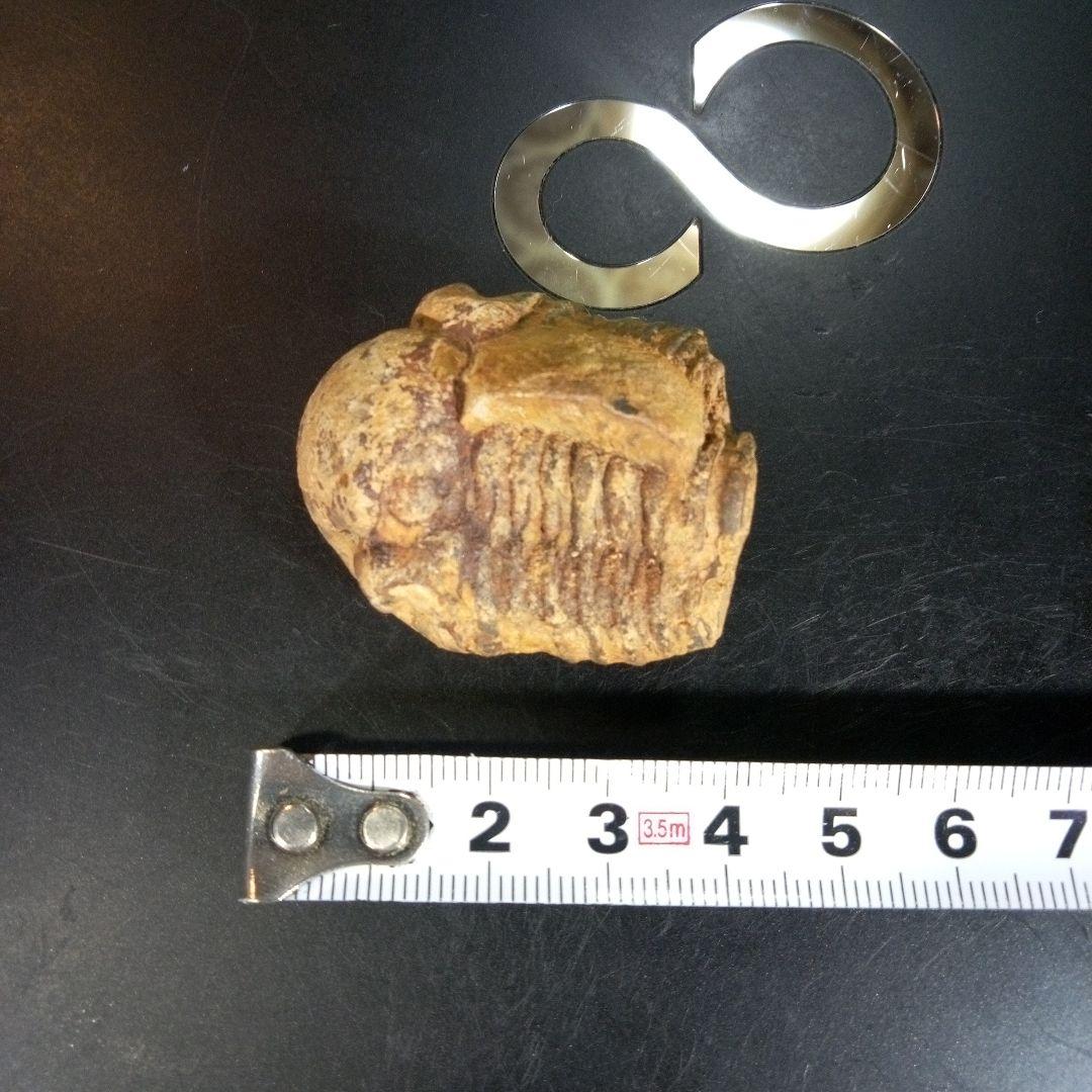三葉虫　化石　fossil　ボリビア産　trilobite　ノジュール判別②