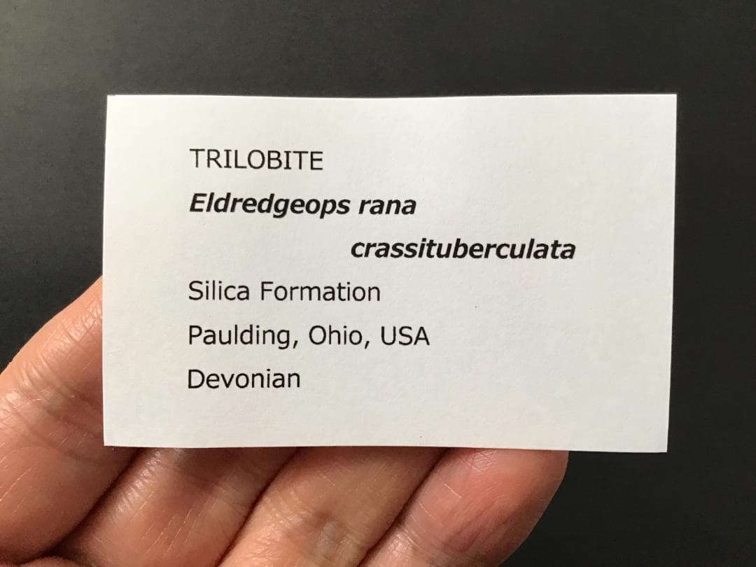三葉虫 エルドレドゲオプス [PH98] 化石 最高品質