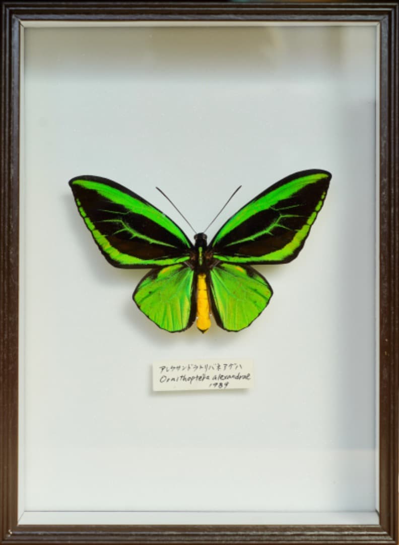 アレクサンドラトリバネアゲハ　雄標本（緑色・黒色、黄色）フレーム付き