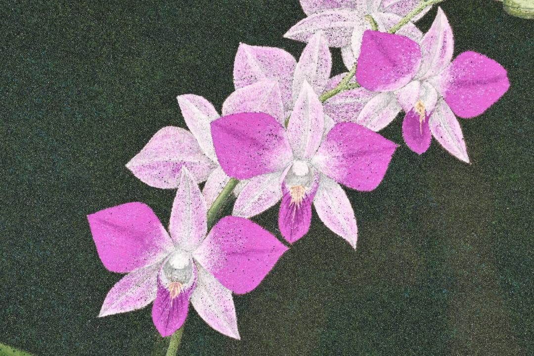 池内璋美 「 蘭花 」　10号　岩彩画　共シール　タトウ　黄袋　BK60