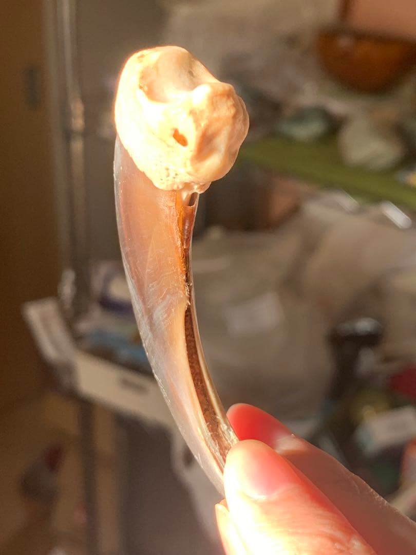 巨大　ヒグマの爪　北海道　アイヌ　根付　骨格標本　お守り　魔除け　開運　金運