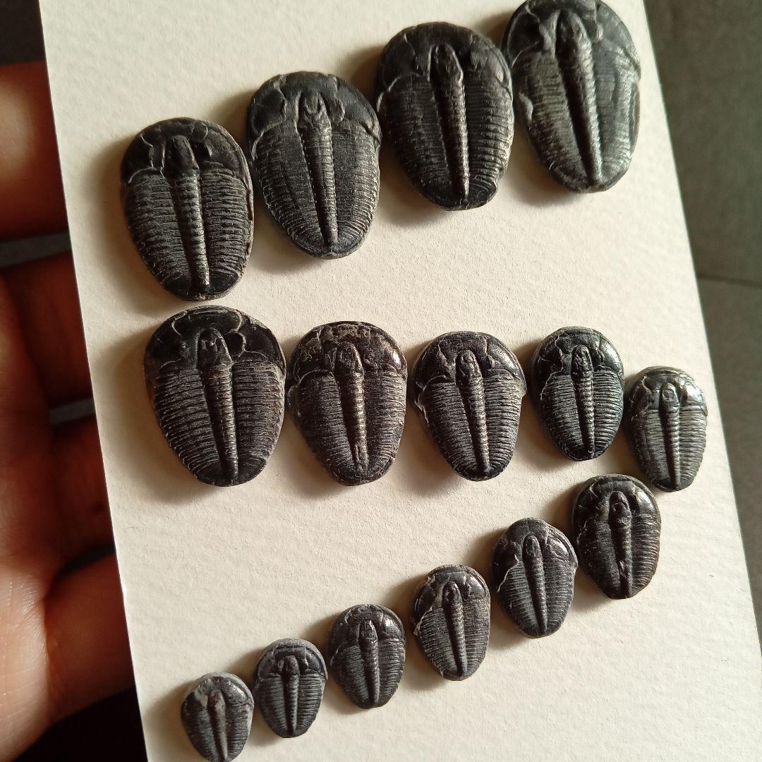 化石標本　三葉虫　エルラシア 完全体　15体