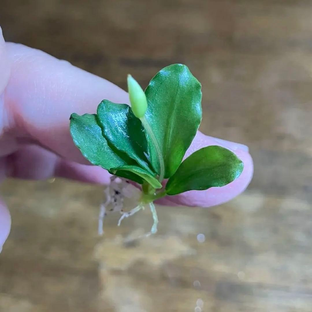 【本物保証】ブセファランドラ sp\"彩雲\" 【AZ便】