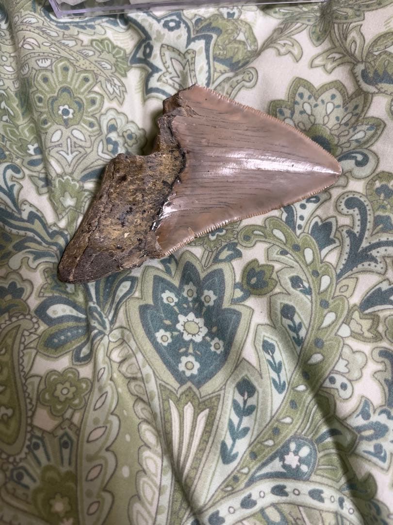 サメの歯の化石150mm