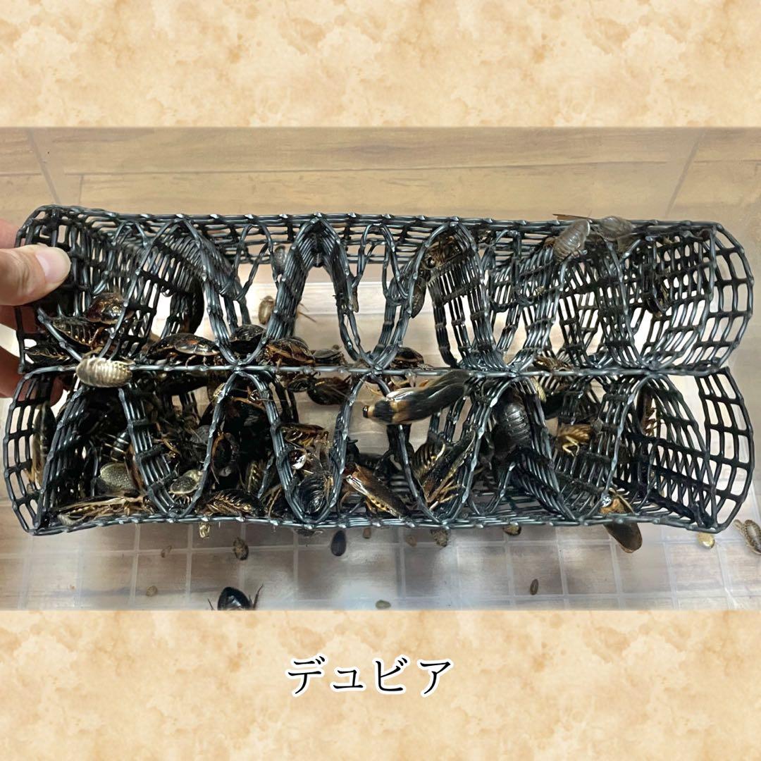 「M様　シェルター (M)×2」