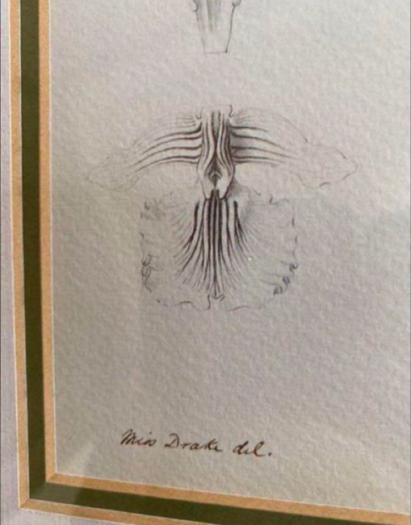 英国　Kew Garden オーキッドのスケッチのプリント木製フレ入り付き