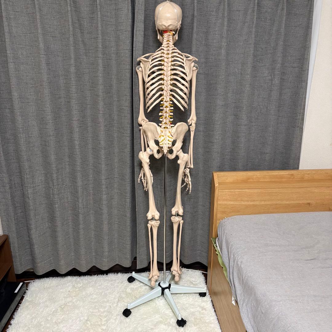 骨模型　全身　等身大　キャスター付　整体院　整骨院