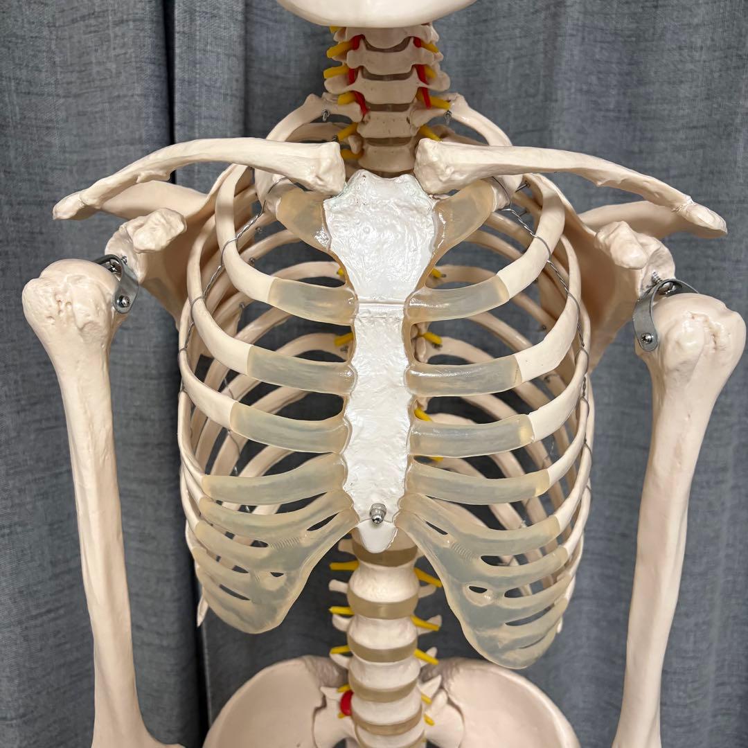 骨模型　全身　等身大　キャスター付　整体院　整骨院