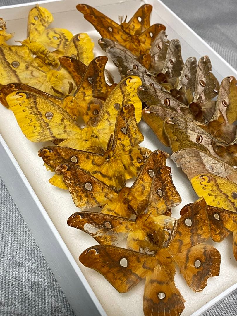 秋のヤママユ標本セット(ボール紙箱ごと)多数（約20匹）