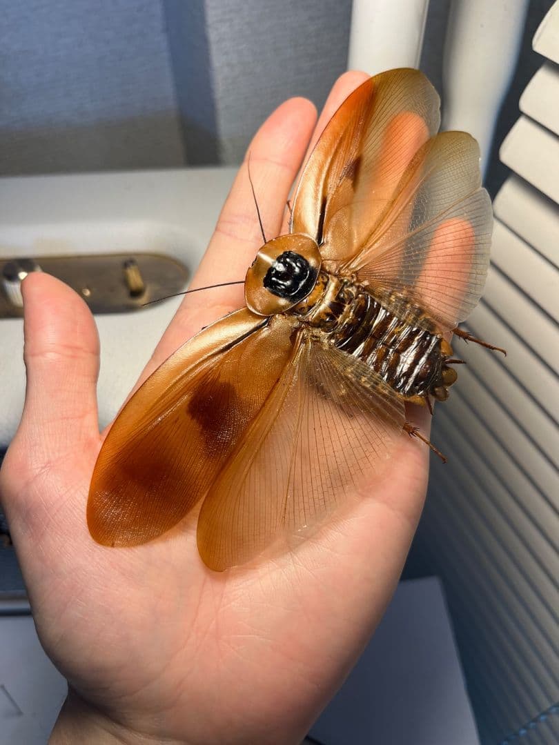 【蜚開翅】ブラベルスギガンテウス ゴキブリの標本 レッドローチデュビア