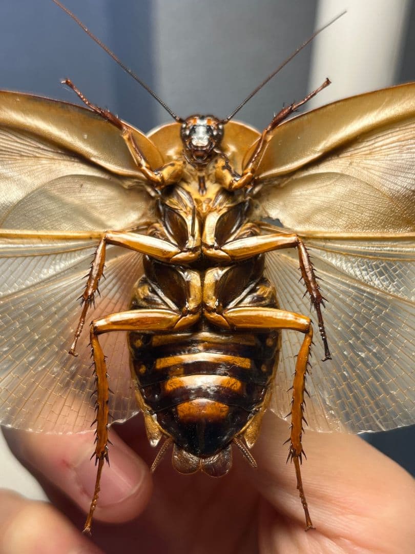 【蜚開翅】ブラベルスギガンテウス ゴキブリの標本 レッドローチデュビア