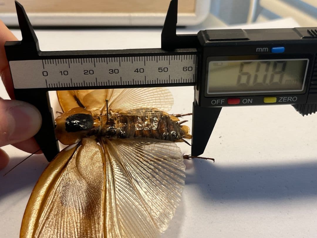 【蜚開翅】ブラベルスギガンテウス ゴキブリの標本 レッドローチデュビア