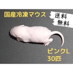 ★SOPE.‪☁️プロフ必読☁️★国産冷凍マウスセット品