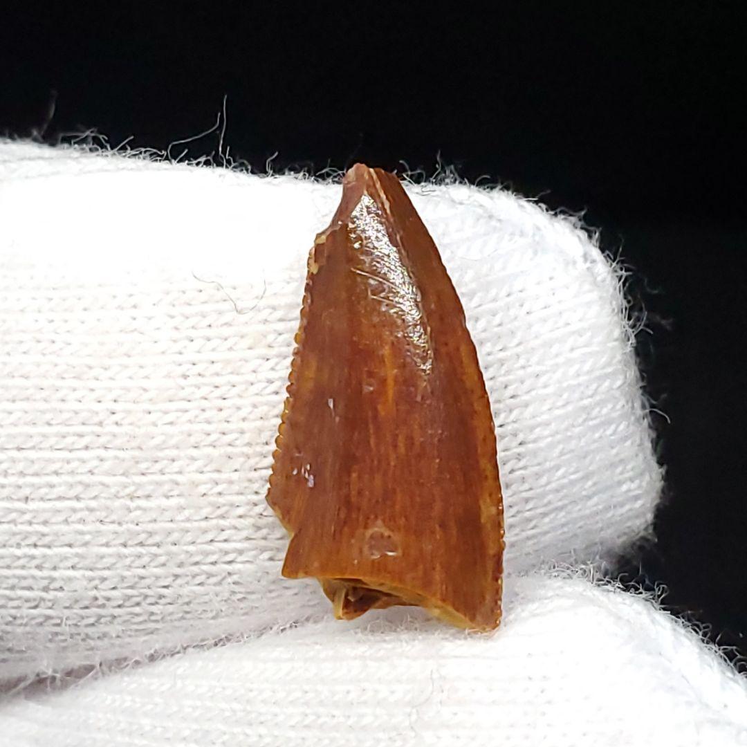 美品 ラプトル 化石 歯 恐竜 本物 ケース付き 14.05mm fra22