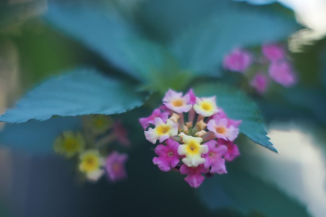 KERN Macro SWITAR 50mm F1.4 ケルン　Cマウント