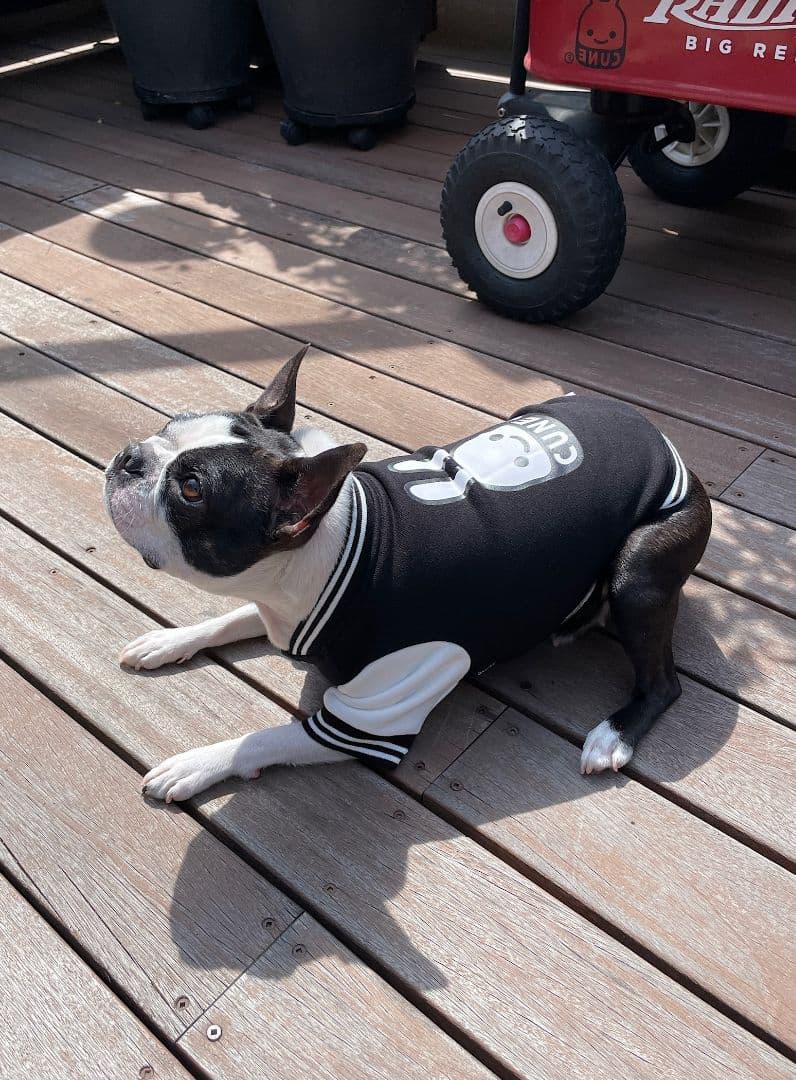 小型犬のスウェットスタジャン 黒