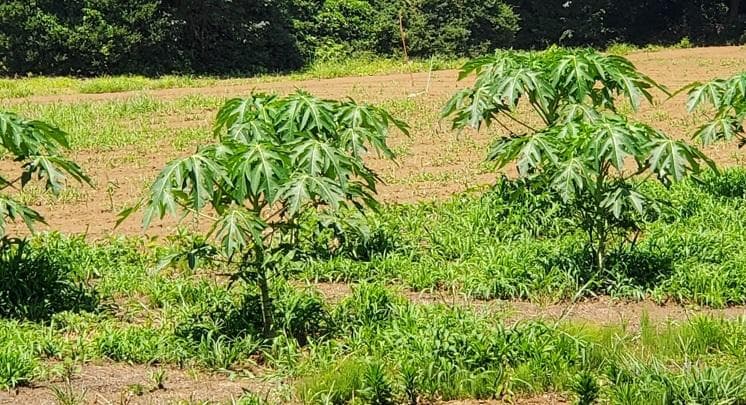 大容量　7000g　(国産・高品質)乾燥パパイヤの茎（無農薬・有機肥料）