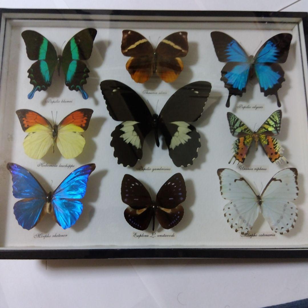 オオルリアゲハ他熱帯性蝶類合計9種類