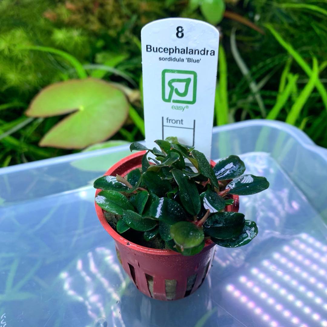ブセファランドラ sordidula 'Blue' トロピカ社1ポット