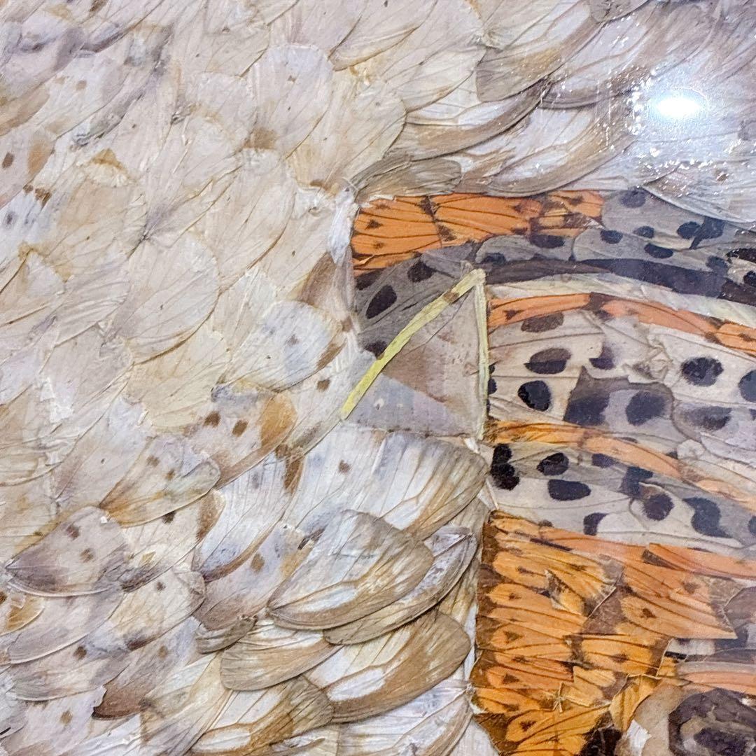 珍品 アンティーク 蝶画 羽 ナポレオン 特大サイズ ヴィンテージ レトロ 騎馬