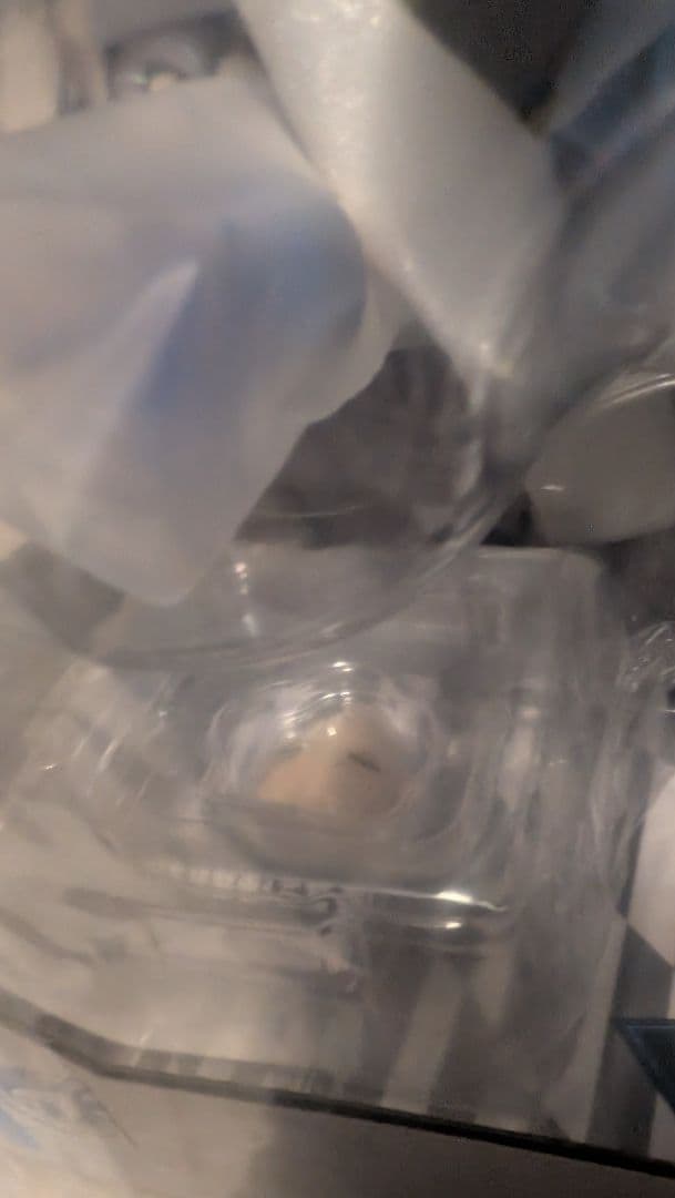 【特典付】コトブキヤ ペルソナ3 エリザベス