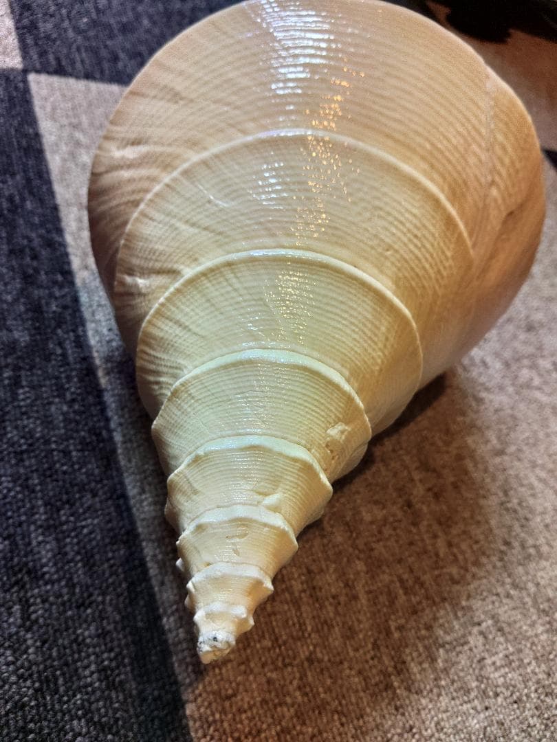 超美品！世界最大の巻貝　アラフラオオニシ　49センチ