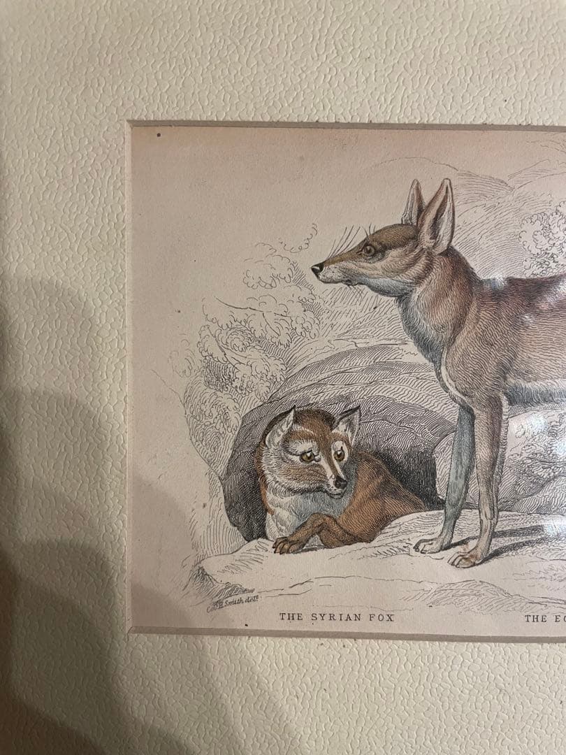 ウィリアム・ホーム・リザーズNaturalist Library Lizars