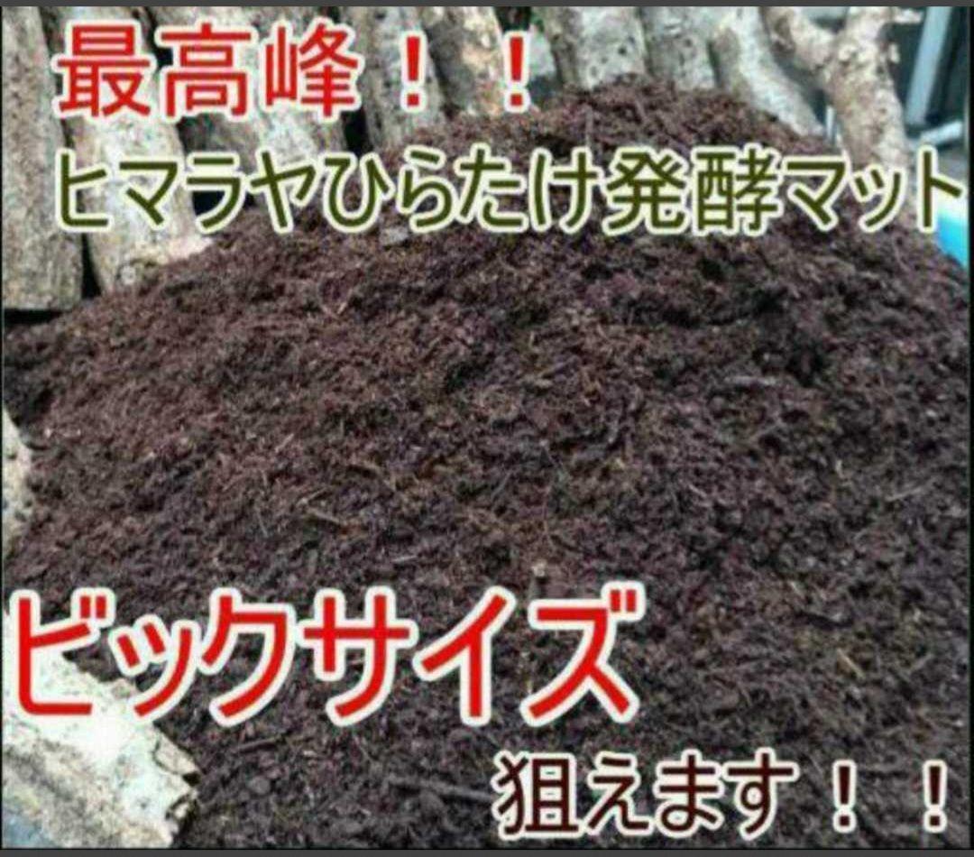 カブトムシの産卵に抜群！ヒマラヤひらたけ発酵マット【60L】雑虫がわきません！