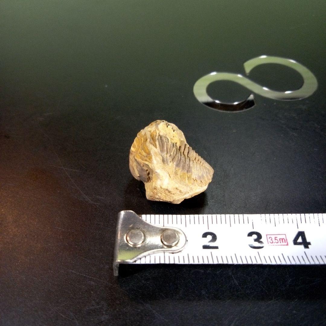 三葉虫　化石　fossil　海　ボリビア産　trilobite　海生動物判別⑤