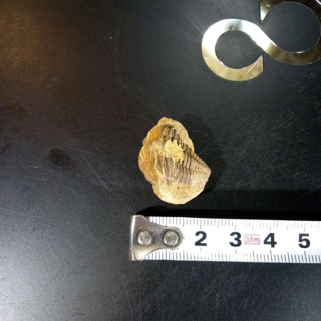三葉虫　化石　fossil　海　ボリビア産　trilobite　海生動物判別⑤