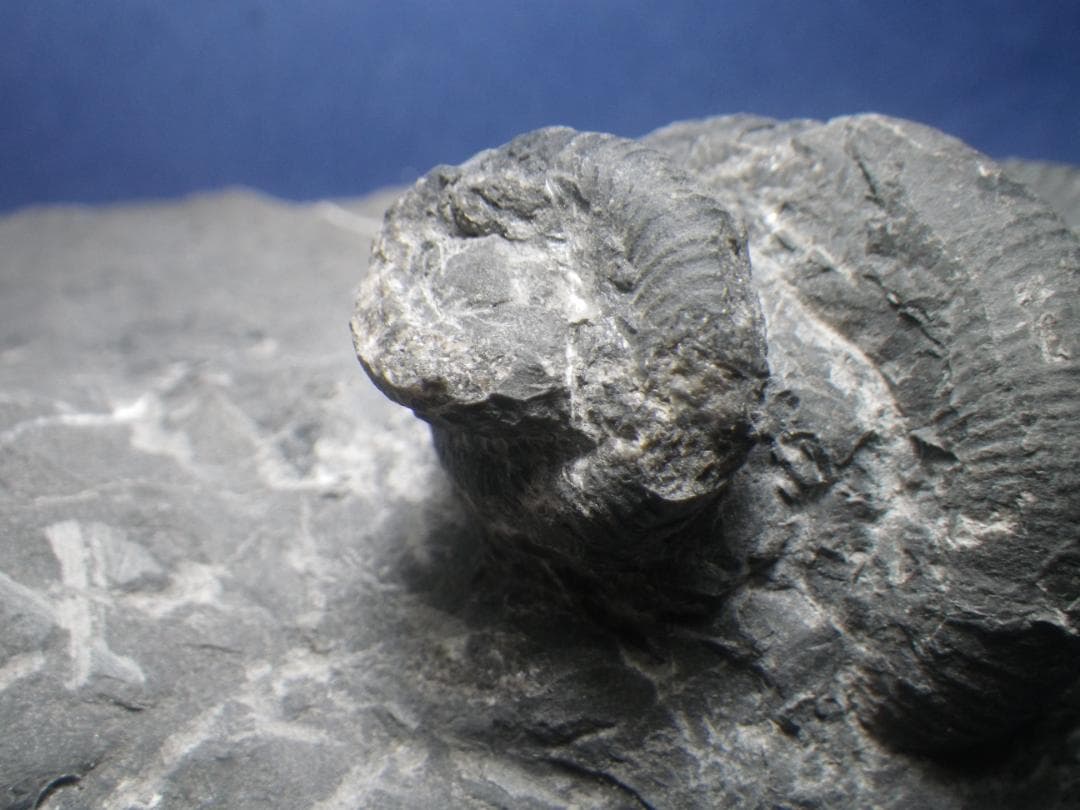 国産化石 異常巻 ２６０１２１