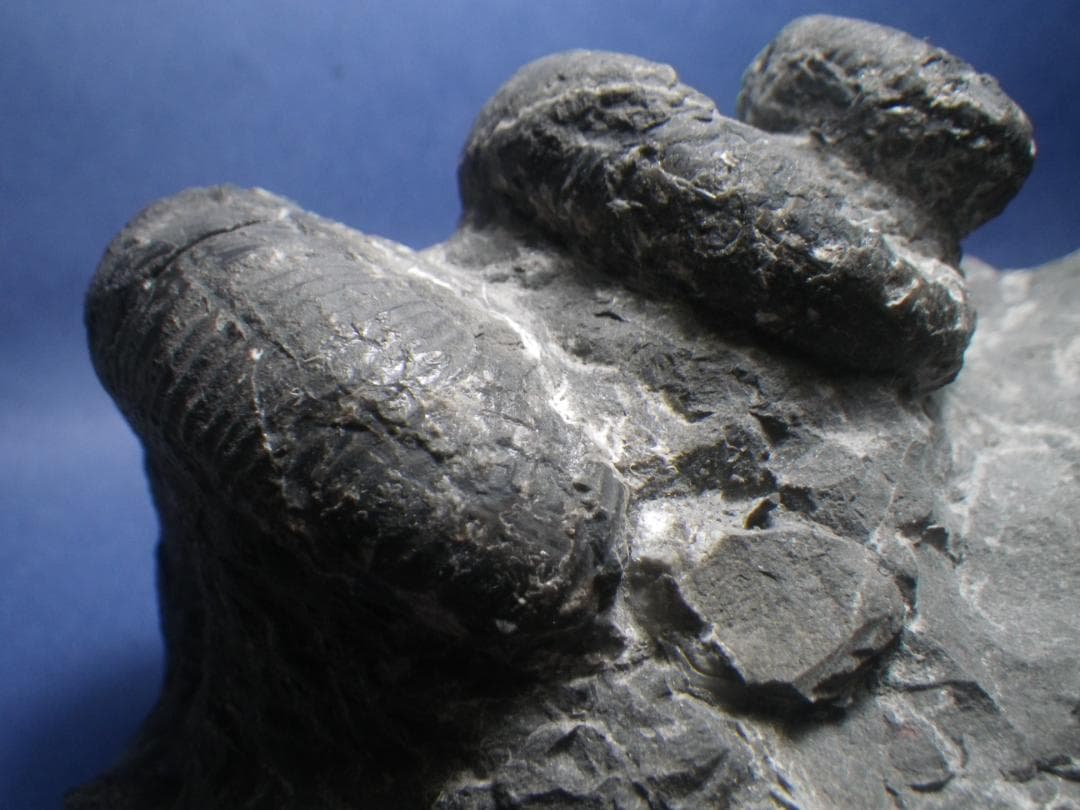 国産化石 異常巻 ２６０１２１