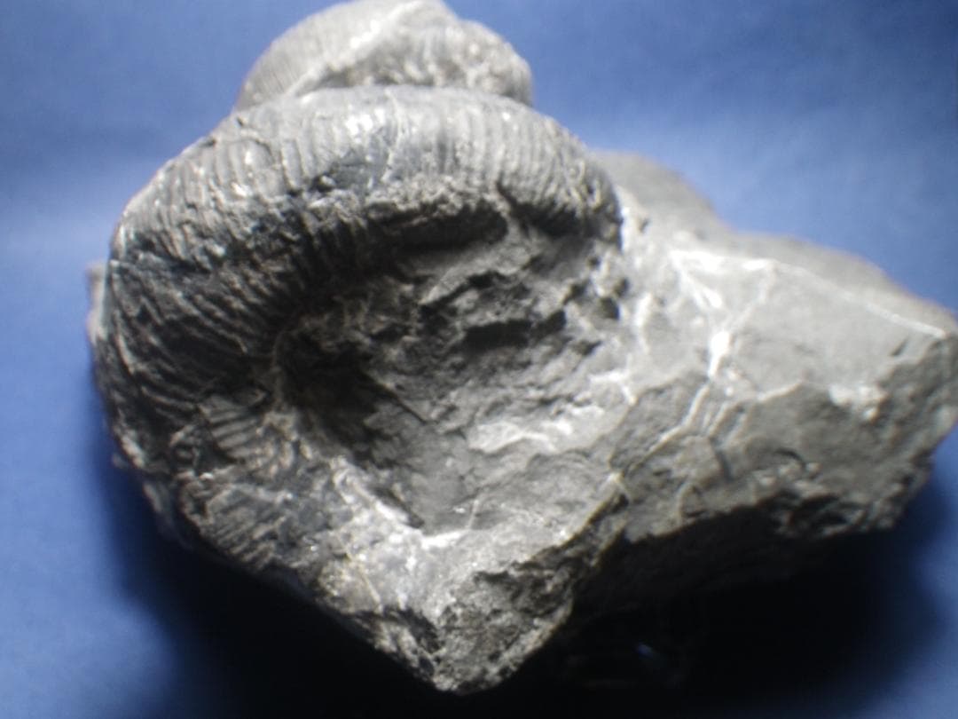 国産化石 異常巻 ２６０１２１