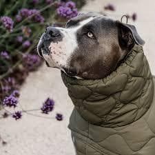 Kentucky Dogwear 未使用ベルギー ドッグコート 中綿入り