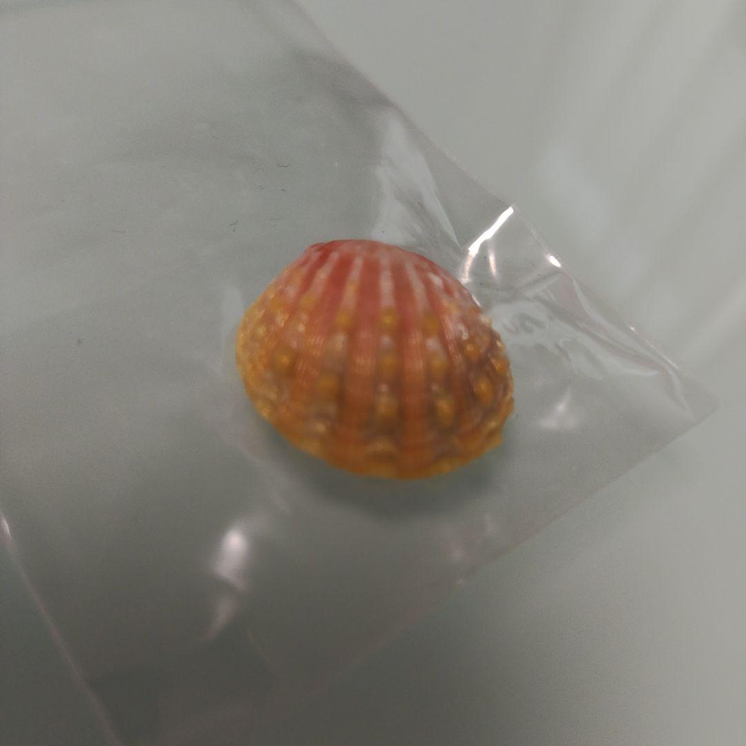 ハワイサンライズシェル 貝殻