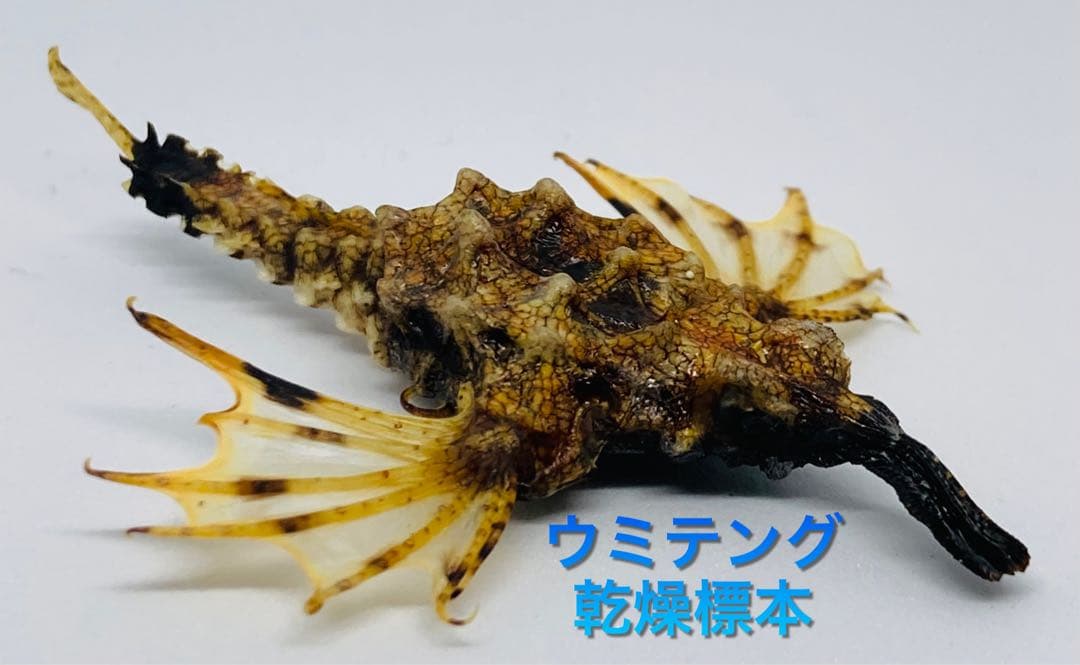 ウミテング 乾燥標本①　海　魚　レア　標本