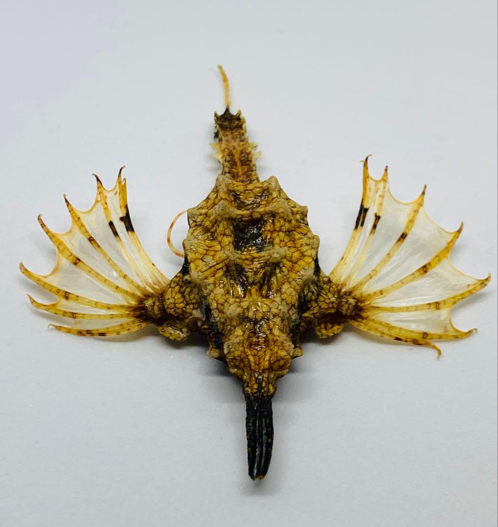 ウミテング 乾燥標本①　海　魚　レア　標本