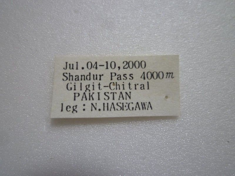 【外国産蝶標本】フンザウスバ♀/パキスタン.シャンドール峠産/51mm
