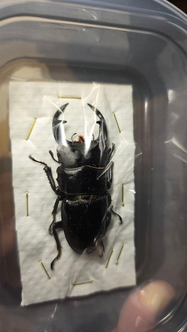 滋賀県産野外品オオクワガタ標本