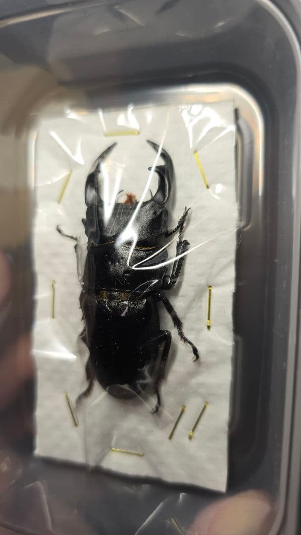 滋賀県産野外品オオクワガタ標本