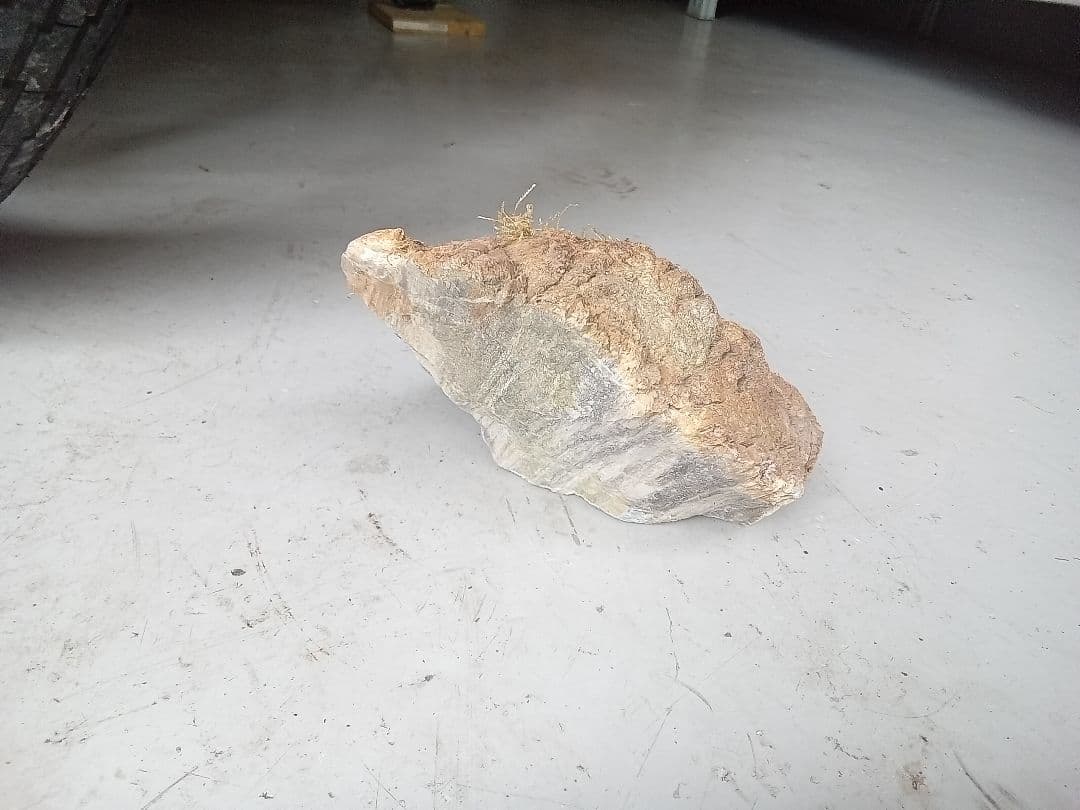 木化石　詰め合わせ