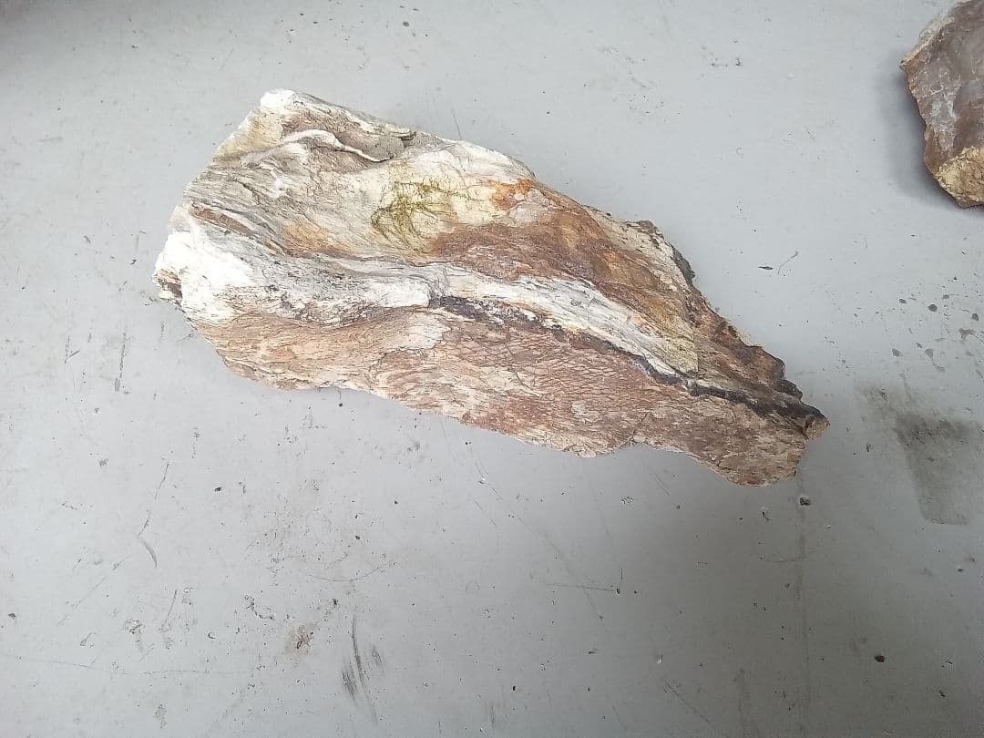 木化石　詰め合わせ