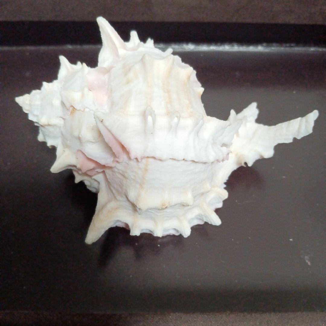 貝殻標本　クレナイガンセキボラ