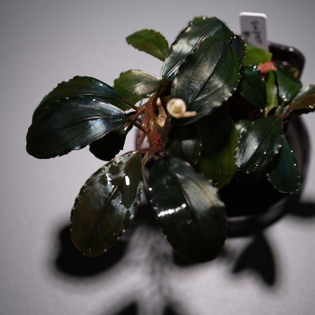 きえぴさんBucephalandra sp. Akantha